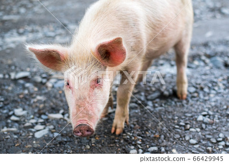Cute young pig demonstrates curiosity, caution and fear. The animal approached the photographer and started mistrustfully gazing at him trying to understand what kind of intentions he had towards it Cute young pig demonstrates curiosity, caution and fear. The animal approached the photographer and started mistrustfully gazing at him trying to understand what kind of intentions he had towards it 66429945