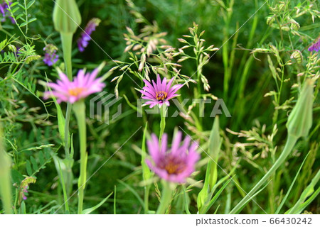 Magenta flower 66430242