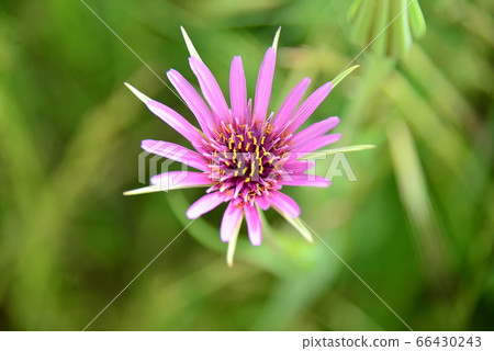Magenta flower 66430243
