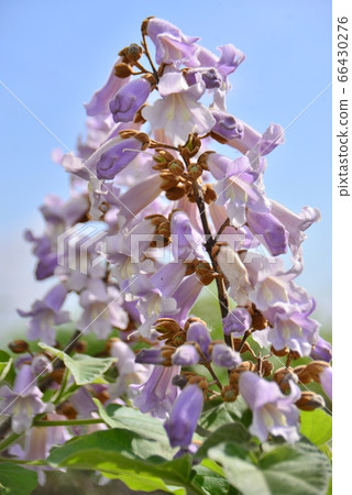 玫瑰花 玫瑰花 66430276