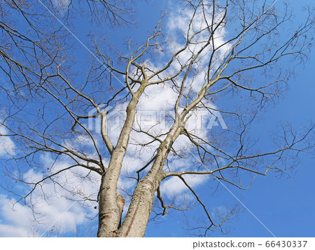 Zelkova tree Zelkova tree 66430337