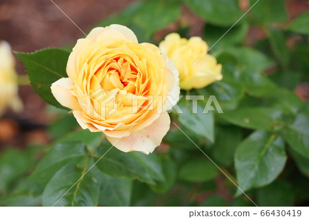 羅斯花焦糖古董 66430419
