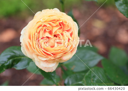 羅斯花焦糖古董 羅斯花焦糖古董 66430420
