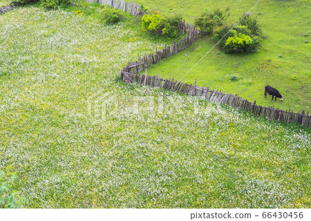 Field of wildflowers, mostly chamomiles, an old wooden palisade, and a grazing cow. Outskirts of Mestia town, Svaneti, Georgia. Field of wildflowers, mostly chamomiles, an old wooden palisade, and a grazing cow. Outskirts of Mestia town, Svaneti, Georgia. 66430456