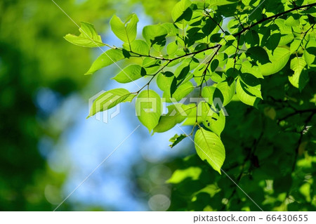 昆蟲吃掉的櫻花幼葉 66430655