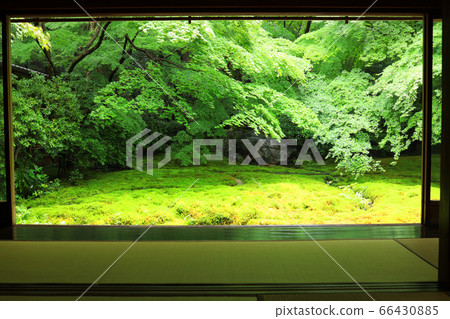 Scenery from Rurikoin in Sakyo Ward, Kyoto, fresh greenery/Japanese garden [June] 66430885