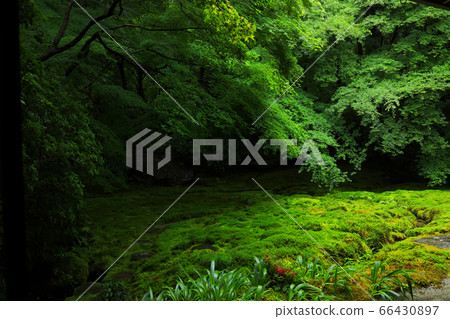 Scenery from Rurikoin in Sakyo Ward, Kyoto, fresh greenery/Japanese garden [June] 66430897
