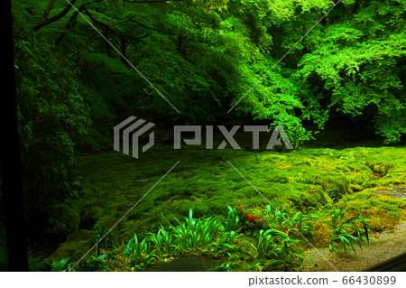 京都市左京區Rurikoin的風景，新鮮的綠化/日本花園[6月] 66430899