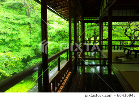 Scenery from Rurikoin in Sakyo Ward, Kyoto, fresh greenery/Japanese garden [June] 66430945