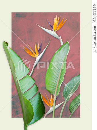 Pink background with tropical plants 66431139