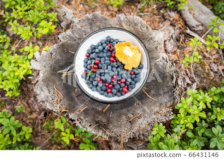 Wild berries & a mushroom on a plate in the forest: bilberries (blueberries), lingonberries & a chanterelle mushroom in a bowl on a stump covered with pine needles and surrounded by lingonberry plants Wild berries & a mushroom on a plate in the forest: bilberries (blueberries), lingonberries & a chanterelle mushroom in a bowl on a stump covered with pine needles and surrounded by lingonberry plants 66431146