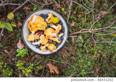 Chanterelles, wild bilberries (blueberries) and lingonberries in a bowl on the moss with fallen pine tree twigs and needles. Wild berries and mushroom foraging in the Nordic forest. 66431202