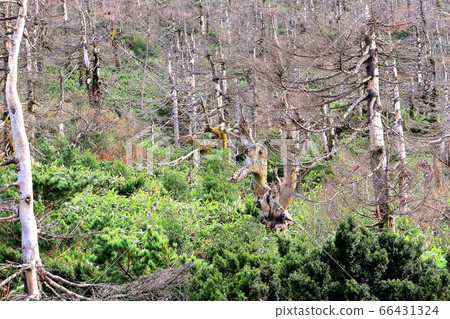Dried Aomori Todomatsu (Yamagata Zao summit) 66431324