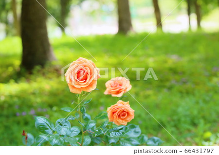 玫瑰花靜音 玫瑰花靜音 66431797