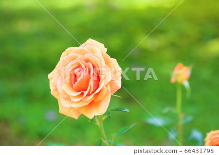 玫瑰花靜音 玫瑰花靜音 66431798