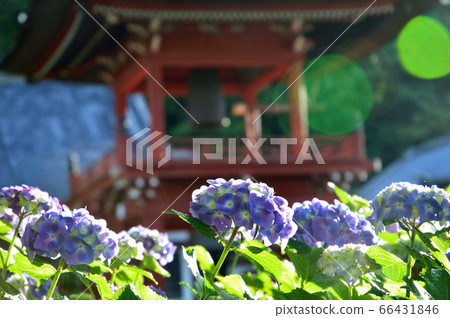 hydrangea hydrangea 66431846