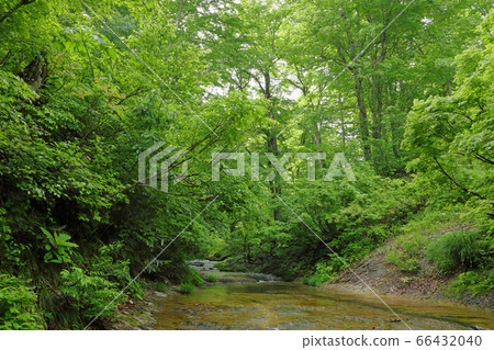 Fresh green beech forest and monolithic swamp-Blessed forest Tadami Town, Fukushima Prefecture 66432040