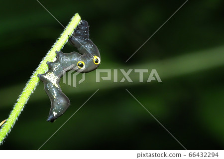 Akebikonoha的幼蟲 66432294