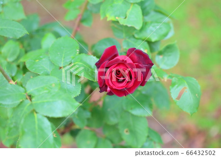玫瑰花朵爸爸梅安 玫瑰花朵爸爸梅安 66432502