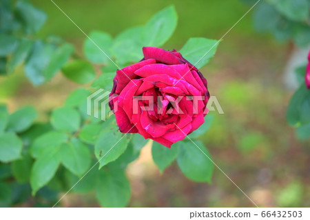 玫瑰花朵爸爸梅安 玫瑰花朵爸爸梅安 66432503