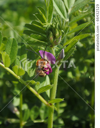 Bee who came to pick up the nectar of the flower of a pea Bee who came to pick up the nectar of the flower of a pea 66432529
