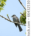 Bulbul perching on a tree branch 66432530