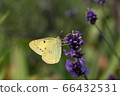Lavender and butterfly 66432531
