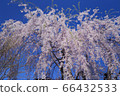 Blue sky and weeping cherry tree in full bloom 66432533