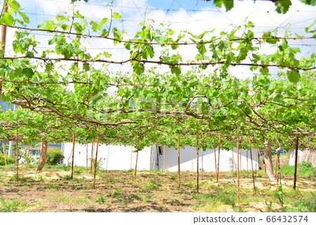 Grape Shelf 66432574