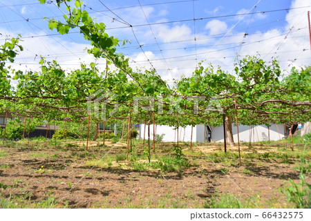 葡萄園 葡萄園 66432575