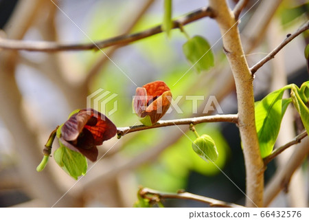 紅紫色波波花 66432576