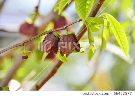 紅紫色波波花 紅紫色波波花 66432577