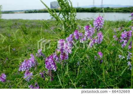 野花：Nayokusafuji：河床景觀 66432669