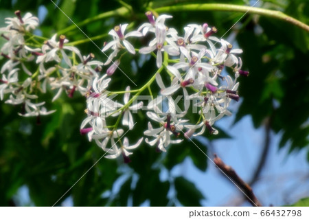 野樹花：日本檀香木：河床景觀 66432798