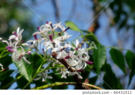 Wild Tree Flower: Japanese Sandalwood: Riverbed Landscape Wild Tree Flower: Japanese Sandalwood: Riverbed Landscape 66432812
