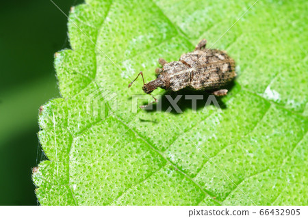 Yasai Weevil Yasai Weevil 66432905