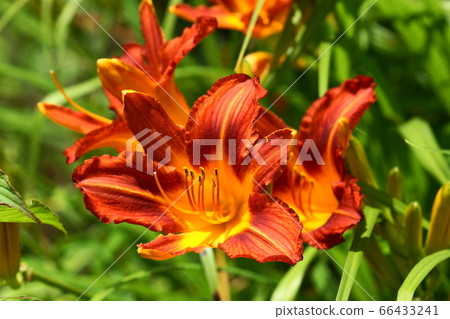 June Chofu 151, Red-crowned, Turbolan, Jindai Botanical Park 66433241