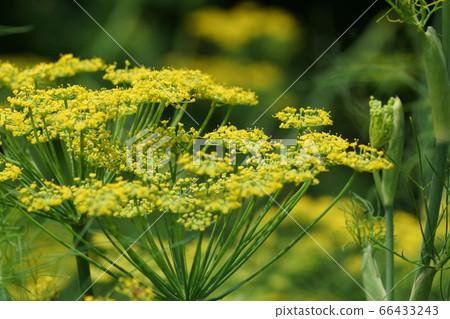June Chofu 148 Fennel, Seriaceae, Jindai Botanical Park 66433243