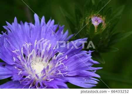 6月調布139菊苣，菊科，金帶植物園 66433252