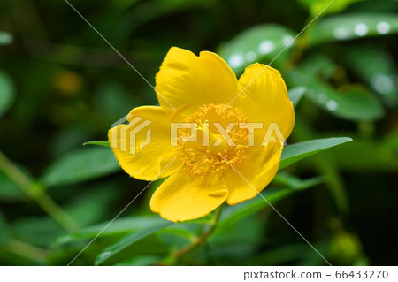 June Chofu 120 Kinbai, Hydrangeaceae, Jindai Botanical Park 66433270