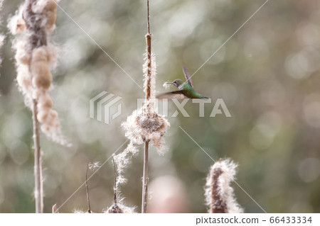 Annas hummingbird gathering nest material Annas hummingbird gathering nest material 66433334