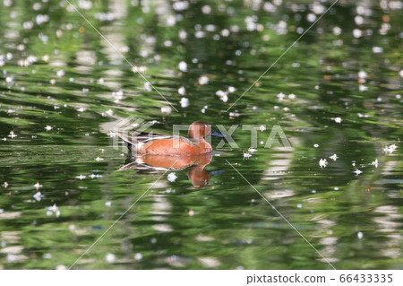 Cinnamon teal bird Cinnamon teal bird 66433335