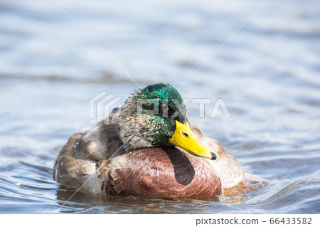 Duck on water Duck on water 66433582