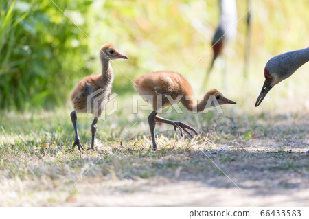 sandhill crane baby sandhill crane baby 66433583