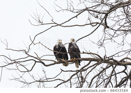 bald eagle male and female bald eagle male and female 66433584