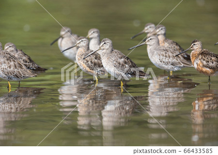 Long billed dowitcher 66433585