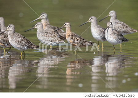 Long billed dowitcher 66433586