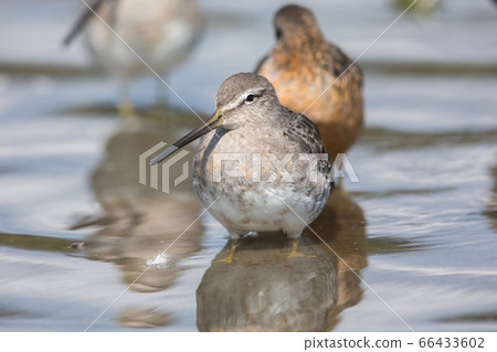 Long billed dowitcher 66433602