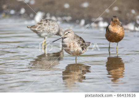 Long billed dowitcher 66433616