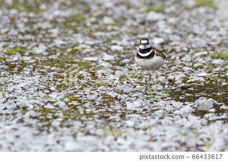 brown Killdeer Bird 66433617